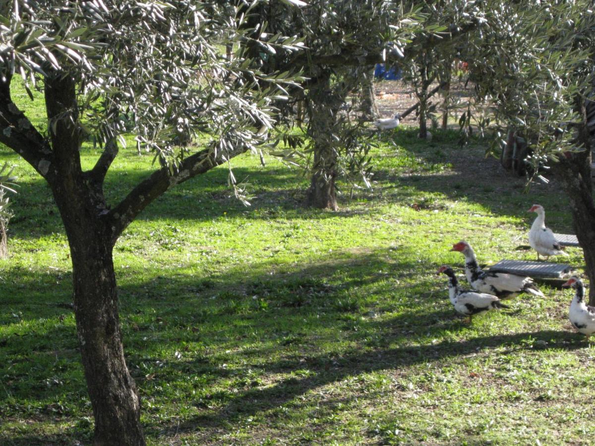 Quinta Souto Da Ordem - House Villa Castelo Novo Esterno foto